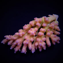 Lade das Bild in den Galerie-Viewer, Acropora spp. (Coral Sea) (Ultra) (Special Selected)
