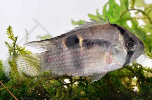 Maroni-Buntbarsch (Cleithracara maronii)
