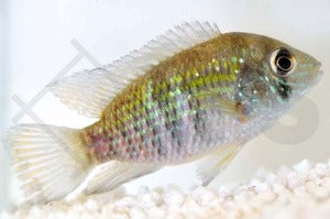 Blaupunktbuntbarsch (Andinoacara pulcher)