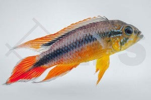 Agassiz’ Zwergbuntbarsch (Apistogramma agassizii)