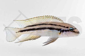 Zweigestreifter Maskenbuntbarsch (Chalinochromis bifrenatus)