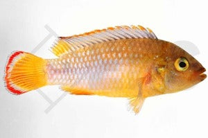 Panda-Zwergbuntbarsch (Apistogramma nijsseni)