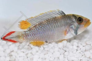 Panduros Zwergbuntbarsch (Apistogramma panduro)