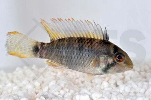 Steindachners Zwergbuntbarsch (Apistogramma steindachneri)