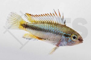 Dreistreifen-Zwergbuntbarsch (Apistogramma trifasciata)