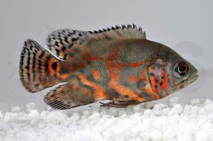 Pfauenaugenbuntbarsch (Astronotus ocellatus)