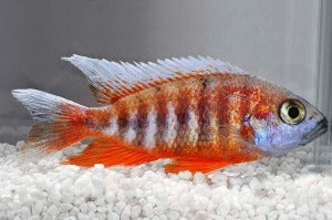 Feenbuntbarsch (Aulonocara jacobfreibergi)