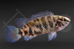 Blaubarsch (Badis badis)