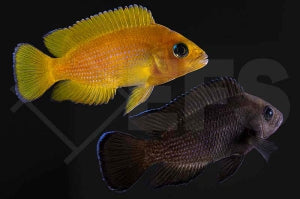 Variabilichromis moorii