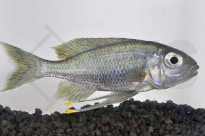 Blauer Fadenmaulbrüter (Ophthalmotilapia ventralis)