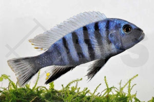 Sechsstreifen-Tilapia (Cynotilapia afra)
