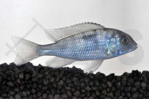 Beulenkopfmaulbrüter (Cyrtocara moorii)