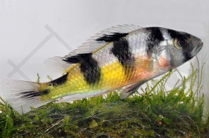 Zebra-Victoriabarsch (Haplochromis obliquidens)