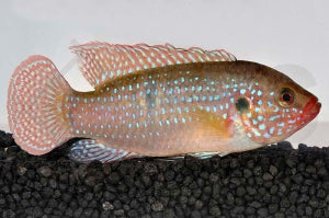 Juwelenbuntbarsch (Hemichromis lifalili)