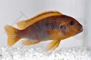 Lavender mbuna Iodotropheus sprengerae red