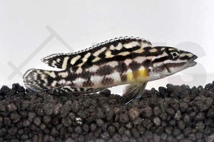 Schachbrett-Schlankcichlide (Julidochromis marlieri)