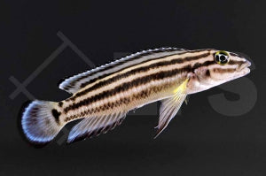 Vierstreifen-Schlankcichlide (Julidochromis regani)