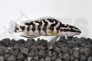 Schwarzweißer Schlankcichlide (Julidochromis transcriptus)