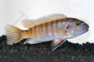 Gestreckter Schabemund-Buntbarsch (Labeotropheus trewavasae)