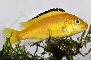 Gelber Labidochromis 