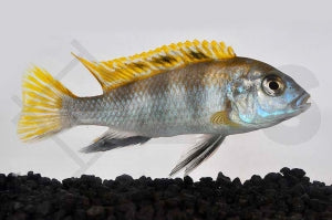 Perlmutt-Labidochromis (Labidochromis spec. Perlmutt)