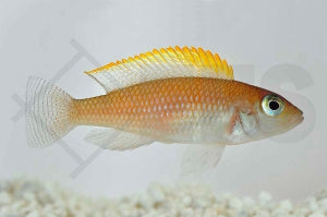 Gelbflossen-Schneckenbuntbarsch (Neolamprologus caudopunctatus)