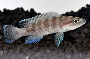 Gestreifter Buntbarsch (Neolamprologus cylindricus)
