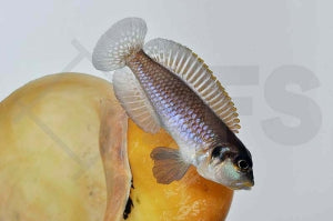 Tanganjika Schneckenbuntbarsch (Lamprologus ocellatus)
