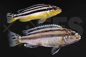 Türkisgoldbarsch (Melanochromis auratus)