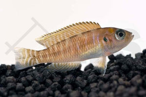 Breitbinden-Schneckenbuntbarsch (Neolamprologus brevis)