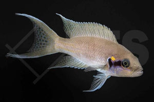 Feenbarsch (Neolamprologus brichardi)