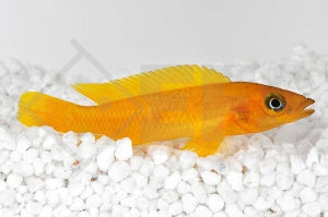 Tanganjika-Goldcichlide (Neolamprologus leleupi)