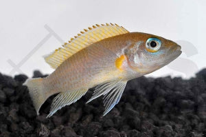 Daffodil Schneckenbarsch (Neolamprologus spec. 