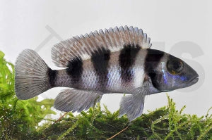 Fünfstreifen-Tanganjikabuntbarsch (Neolamprologus tretocephalus)