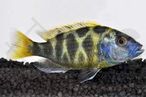 Pfauenmaulbrüter (Nimbochromis venustus)