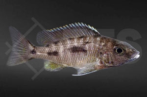 Schwefelkopfmaulbrüter (Otopharynx lithobates)