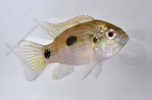 Afrikanischer Schmetterlingsbuntbarsch (Anomalochromis thomasi)