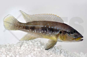 Perllinien-Tanganjikabuntbarsch (Neolamprologus tetracanthus)