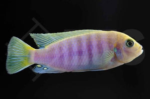 Maylandia hajomaylandi