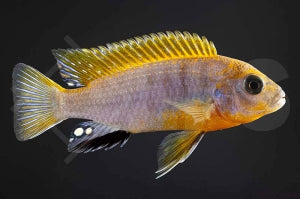 Blauer Labidochromis 