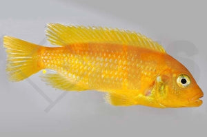 Lombardos Maulbrüter (Maylandia lombardoi)