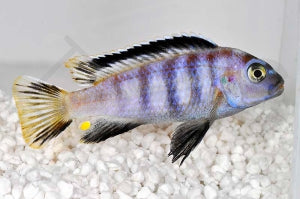 Saulosi Zebra-Maulbrüter (Chindongo saulosi)