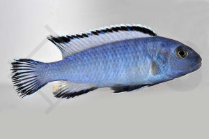 Eisblauer Maulbrüter (Chindongo socolofi)