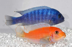 Blau-Roter Zebrabuntbarsch (Maylandia estherae)
