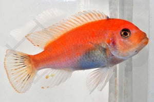 Roter Zebrabuntbarsch (Maylandia estherae)
