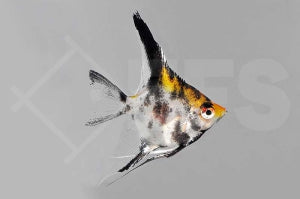 Goldkopfskalar (Pterophyllum scalare)