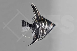 Marmorskalar (Pterophyllum scalare)