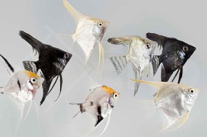 Skalar-Mix (Pterophyllum scalare)