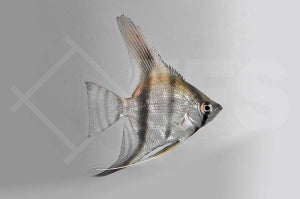 Skalar 