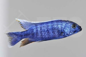 Azurcichlide (Sciaenochromis ahli)